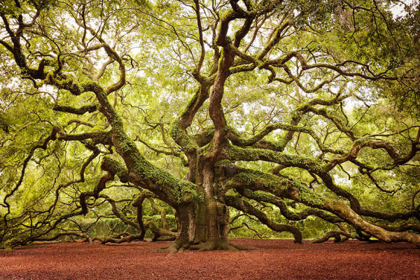 Невероятни дървета-22