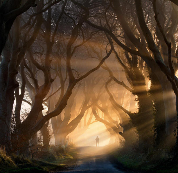 Невероятни дървета-6-1