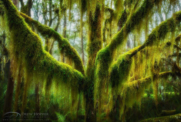 Невероятни дървета-23