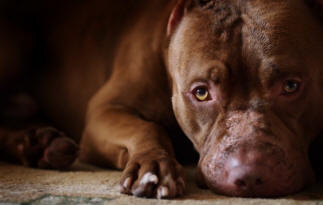 9 неща за кучета, за които може да не знаете факти, куче, интересно