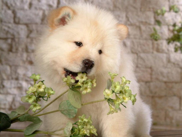 9 неща за кучета, за които може да не знаете факти, куче, интересно