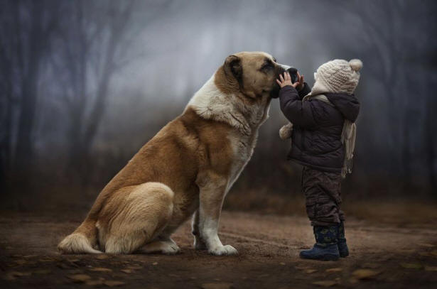 9 неща за кучета, за които може да не знаете факти, куче, интересно