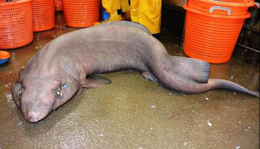 Чудовищната акула е уловена край бреговете на Шотландия.