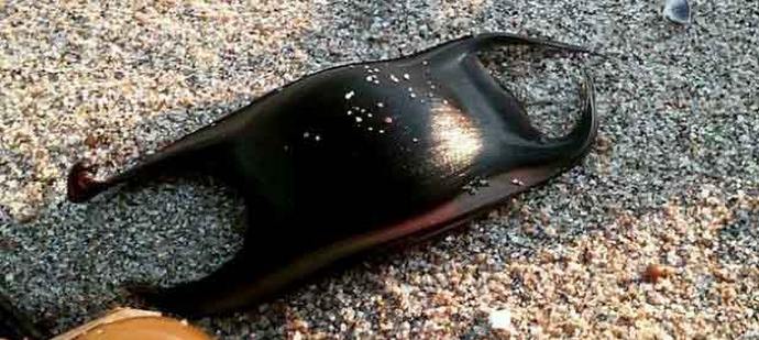 Акулите също снасят яйца, само много странни.