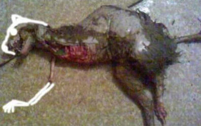 Алтернативен поглед към феномена на Чупакабра