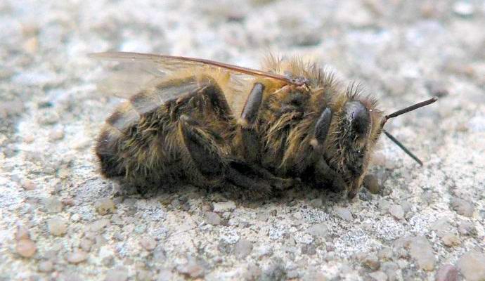 Американците случайно убиха милиони пчели