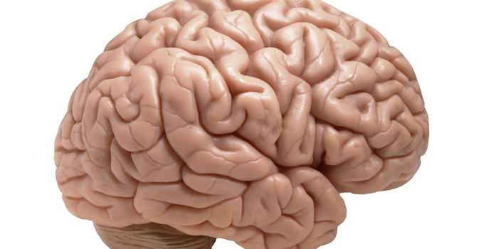 Американците са отглеждали човешки мозък в лаборатория.