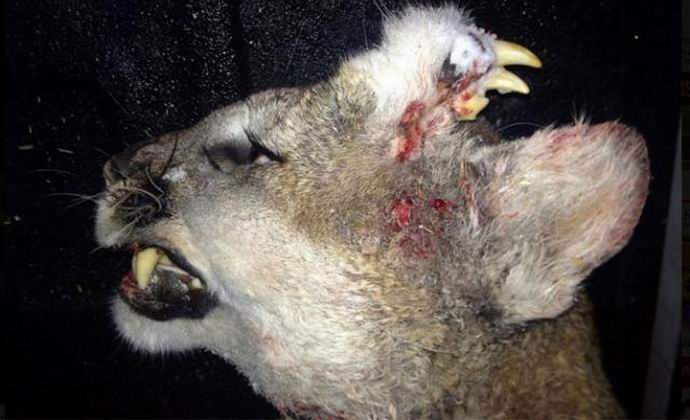 Американец застреля пума с челюст на върха на главата си