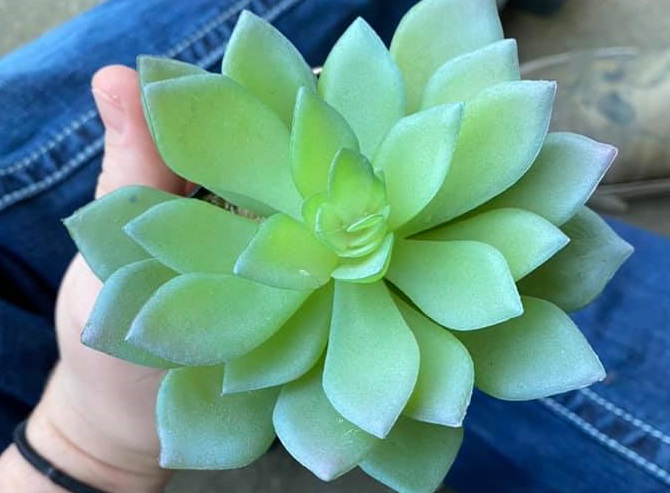 Американка полива цвете две години, докато не разбере, че е изкуствено.