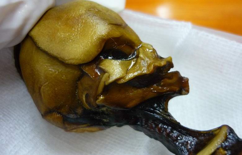 Атакама хуманоид признат за мутант, а не за извънземно