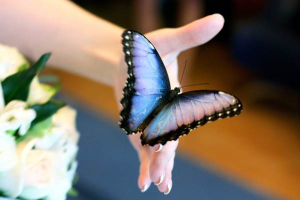 пеперудата седна на човек 