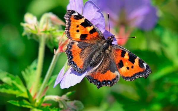 пеперуда уртикария 