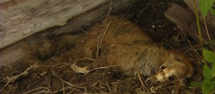 Башкир Чупакабра се превърна в лисица