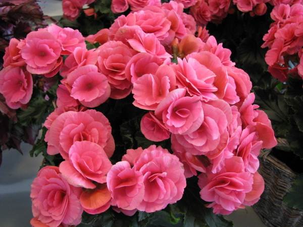 поличби бегония 