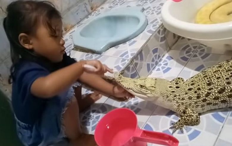 Безстрашно момиче, което мие зъбите на крокодила си