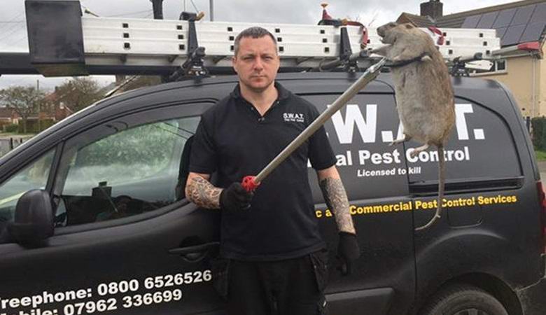 Британците възнамеряват да създадат мутантни плъхове