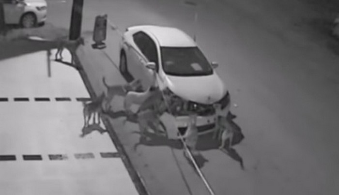 „Бездомните