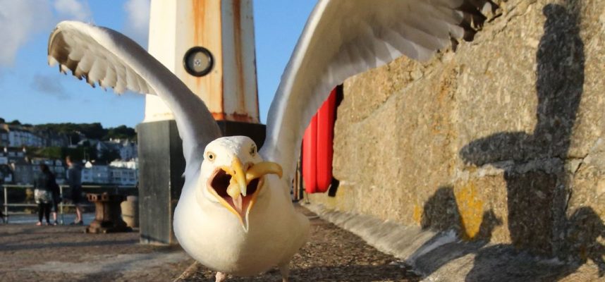 Чайките са се научили да определят времето 