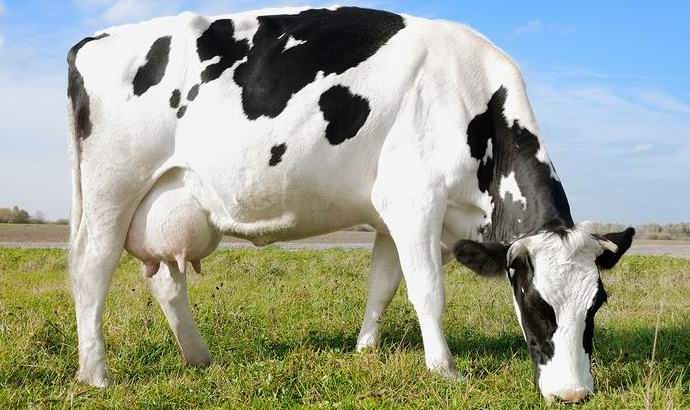 На гражданите на Челябинск се предлага да купуват крави