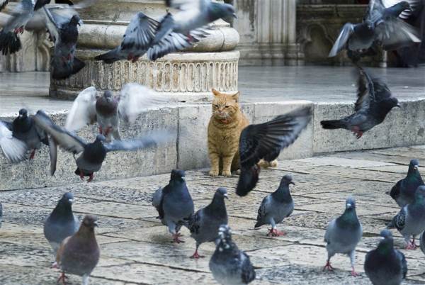 птица nakakat поличба 