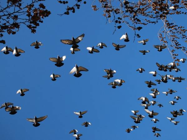 полиция птица накатала 