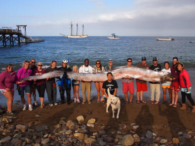 Oarfish_AP63860995676