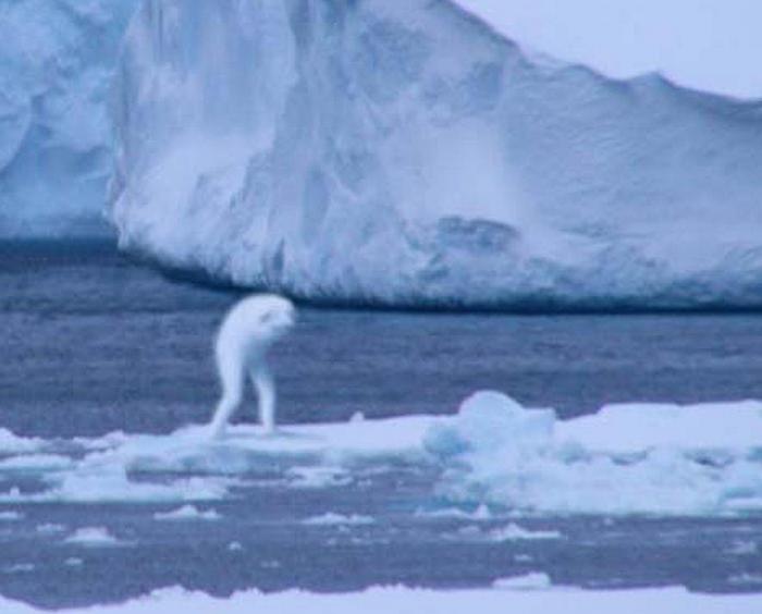 Чудовища на Антарктида - криони