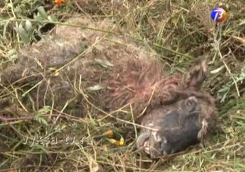 „Чупакабра