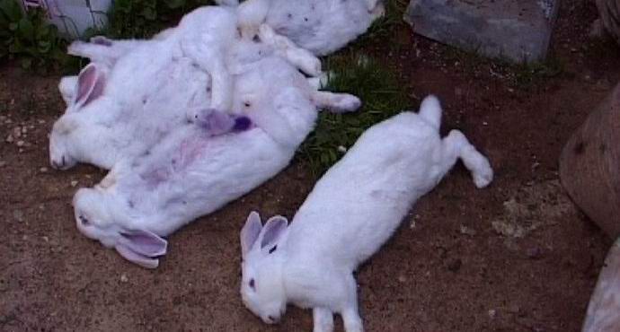 Чупакабра унищожава добитък край Липецк