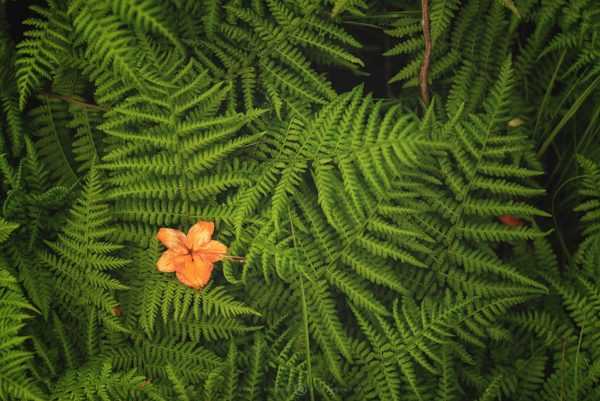 Цвете на папрат 