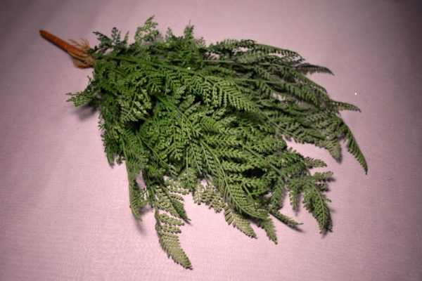 Папратова метла 