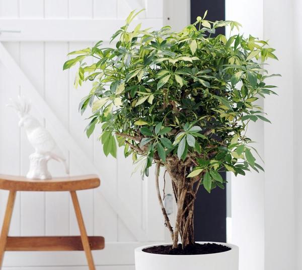 началници в къщата знаци 