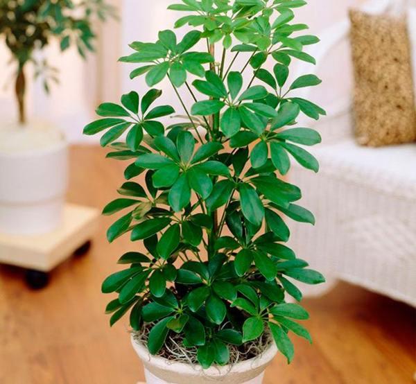 началникът в къщата на знаците и суеверията 