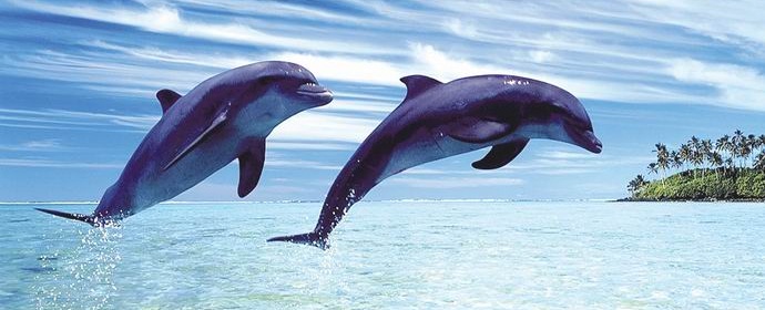 „Делфините