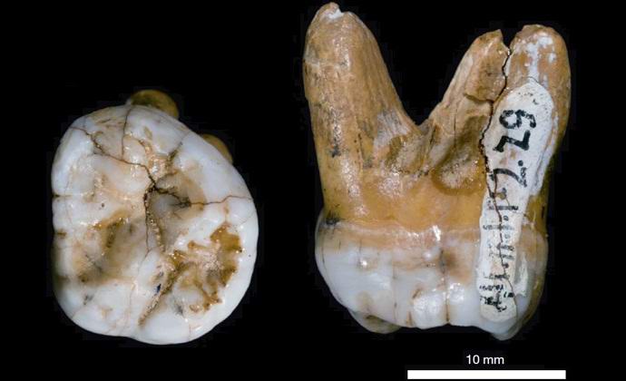 „Денисовски