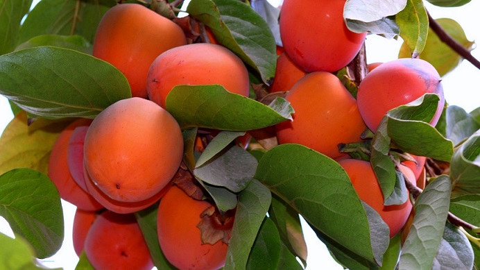 „Диетолозите