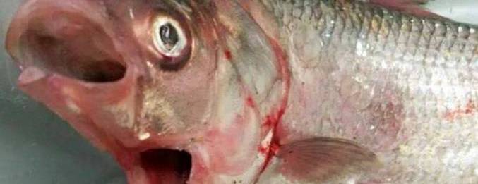 „Извънземна