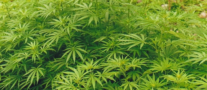 Директорът на красноярското предприятие отглежда коноп в мебелната работилница