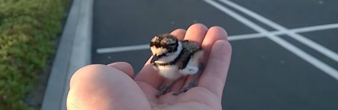 „Добротата