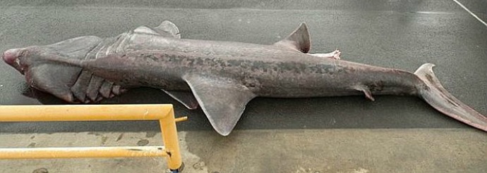 „Праисторическа