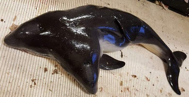 Двуглав делфин, уловен от Холандия