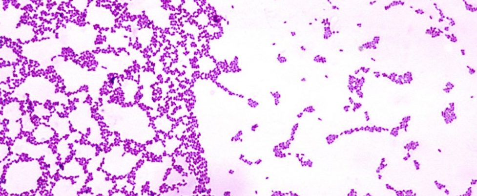 Има изненадващи прилики в това как бактериите и хората образуват колонии 