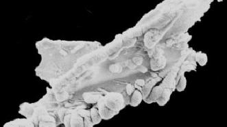 Тази снимка е безспорно доказателство за съществуването на живот извън Земята.