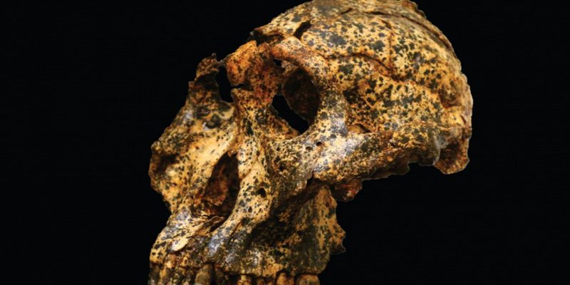 Този човешки прародител еволюира, за да се адаптира към изменението на климата, но не оцеля 