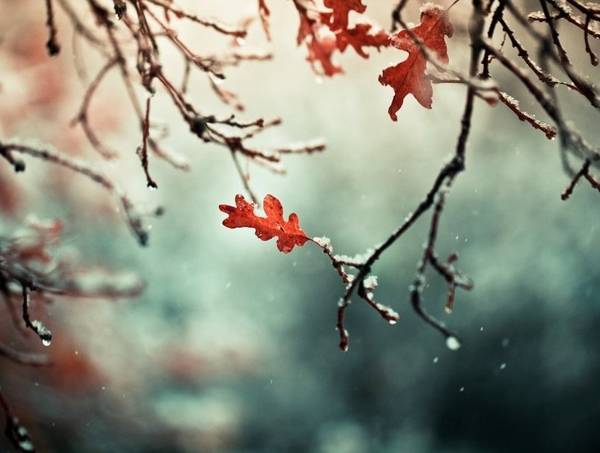 народни знаци на 11 ноември 