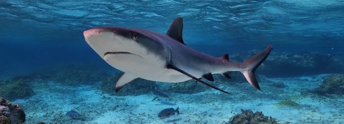 Французинът публично разкъса акулата