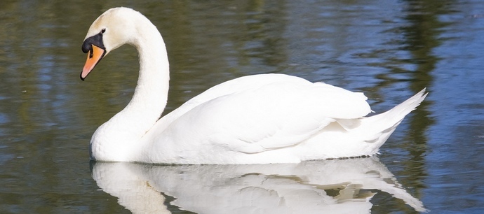Грозното патенце отново се превръща в красив лебед
