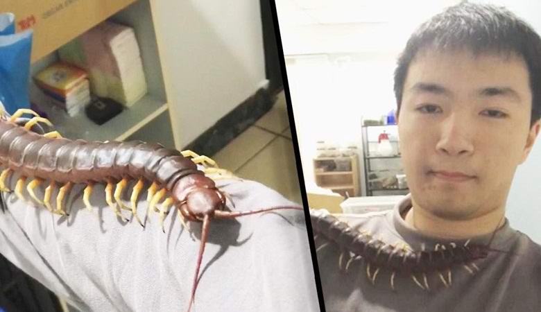 Гигантският милипед се превърна в домашен любимец на Тайван