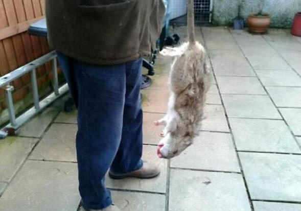 Гигантски мутантни плъхове се размножават във Великобритания с тревожна скорост.