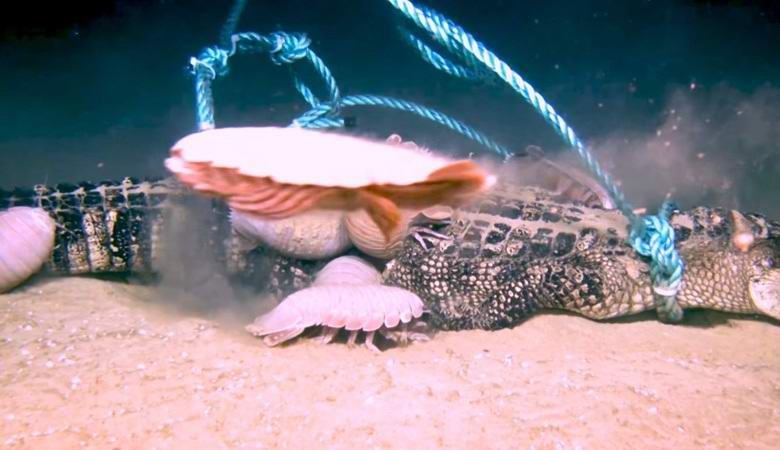 Гигантските ракообразни лесно се справят с алигаторите